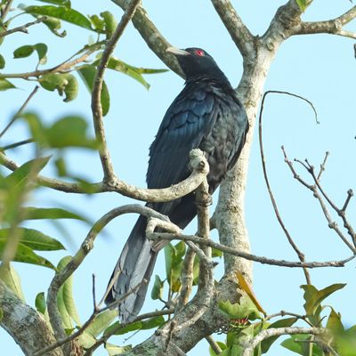 ASIAN KOEL - DSCF8380x.jpg