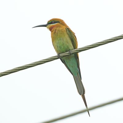 BIRDS