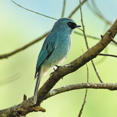 TURQUOISE FLYCATCHER - DSCF3200a.jpg