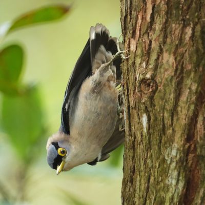 SULPHUR-BILLED NUTHATCH - DSCF7258x.jpeg
