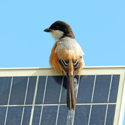 BIRDS
