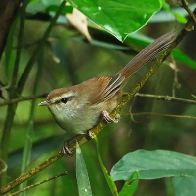PHILIPPINE BUSH WARBLER - DSCF5004x.jpg