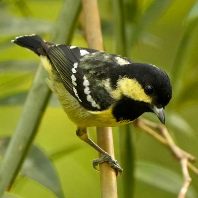 BIRDS 