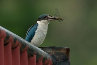 BIRDS 
