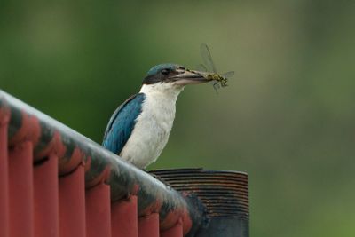 COLLARED KINGFISHER - DSCF8522b.jpeg