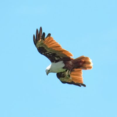 BRAHMINY KITE - DSCF7881x.jpg