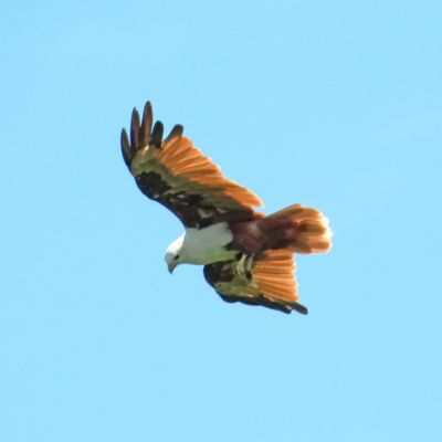 BIRDS 