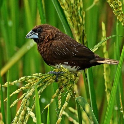 BIRDS 