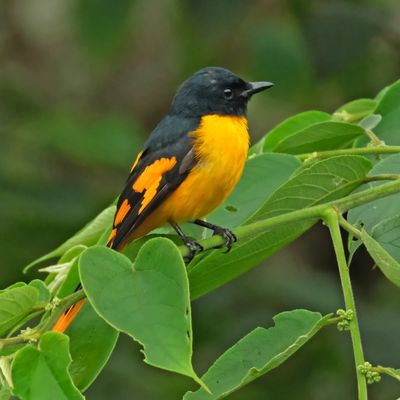 SCARLET MINIVET - DSCF8698x.jpeg