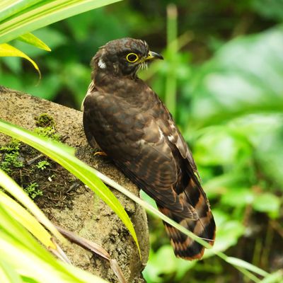 PHILIPPINE HAWK-CUCKOO - DSCF8818x.jpeg