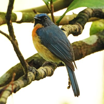 BIRDS 
