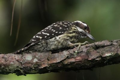 BIRDS