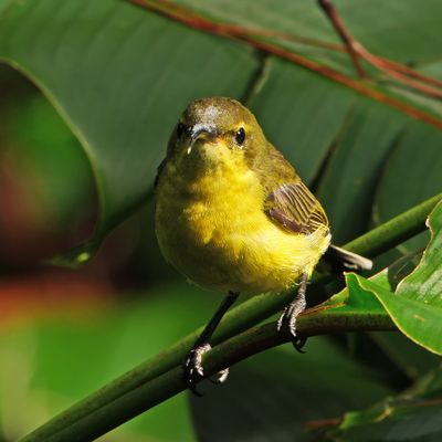 BIRDS