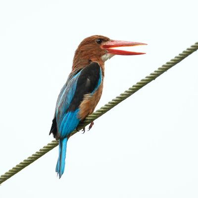 BIRDS 