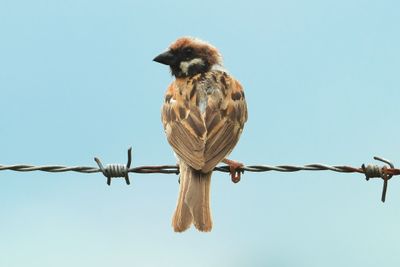 BIRDS