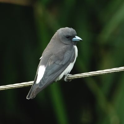 BIRDS 