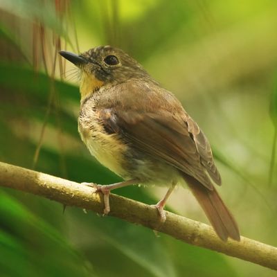 BIRDS