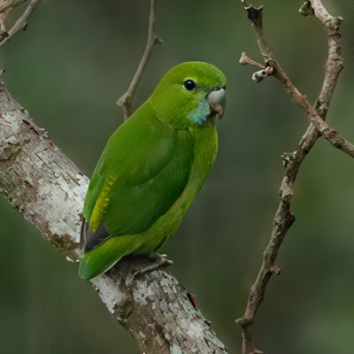 BIRDS 