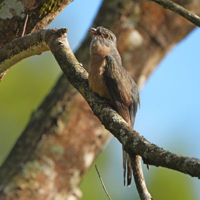 BIRDS