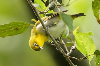 BIRDS