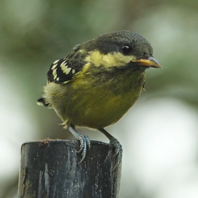 BIRDS