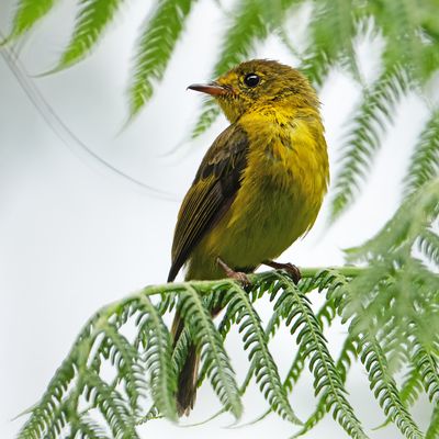 BIRDS 