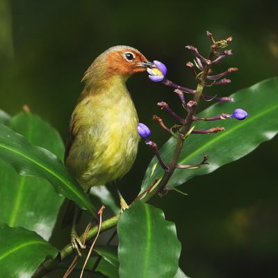 BIRDS 