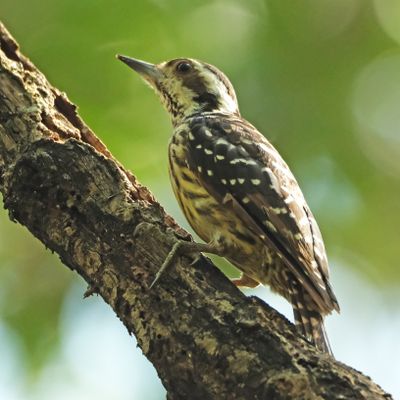 PHILIPPINE PYGMY WOODPECKER - DSCF9387a.jpg