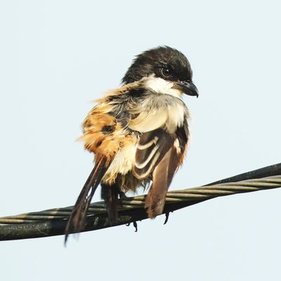 BIRDS
