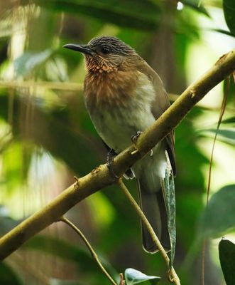 PHILIPPINE BULBUL - DSCF9679x.jpg