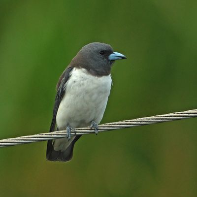 BIRDS