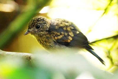 BIRDS