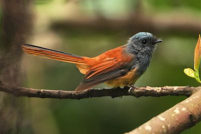 BIRDS 