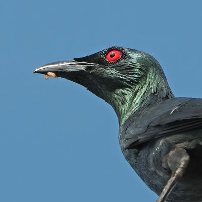 BIRDS 