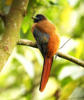 PHILIPPINE TROGON - BYZ01332x.jpg