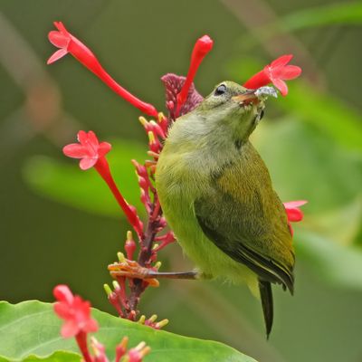 BIRDS