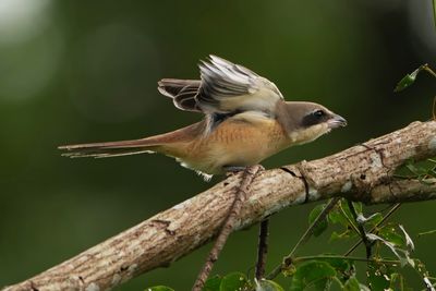 BIRDS 