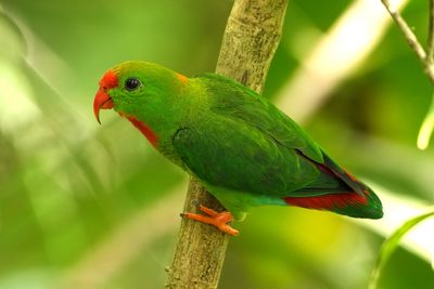 BIRDS 