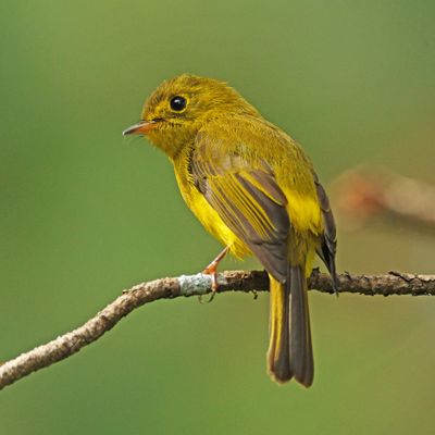 BIRDS