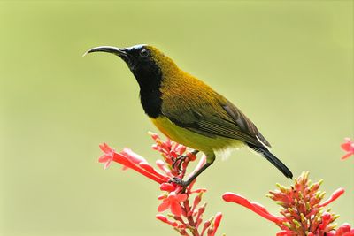 BIRDS