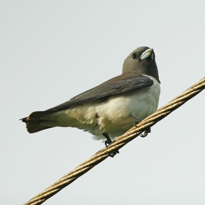 BIRDS 