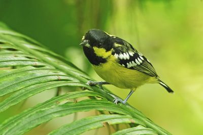 ELEGANT TIT - BYZ01254x.jpg