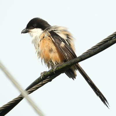 LONG-TAILED SHRIKE - DSCF8064a.jpg
