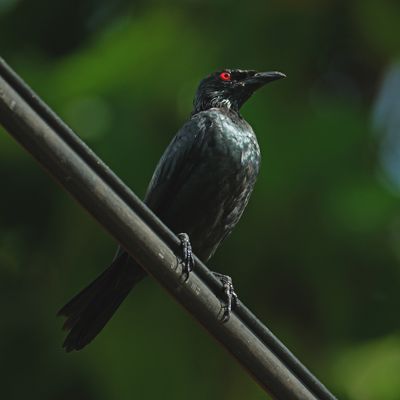 BIRDS 