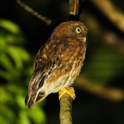 BIRDS 