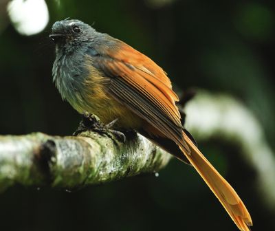 BIRDS 