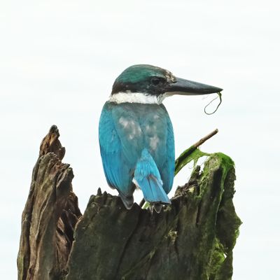 BIRDS 