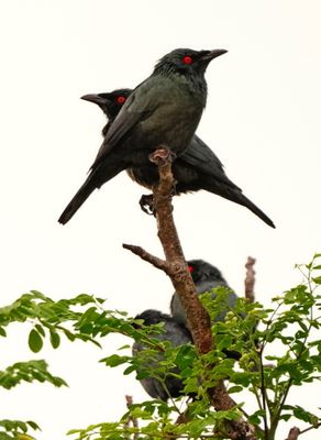 BIRDS 