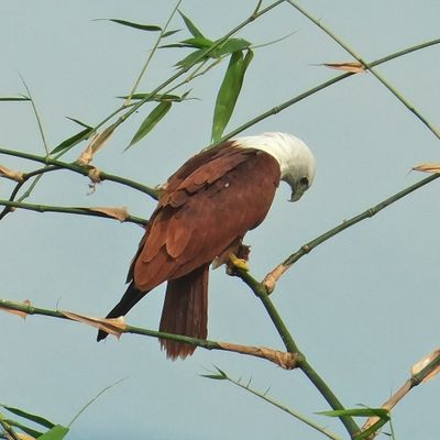 BIRDS