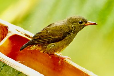 BUZZING FLOWERPECKER - BYZ01274x.jpeg